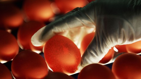 How a tight supply from the deadliest bird flu outbreak is hammering the egg industry
